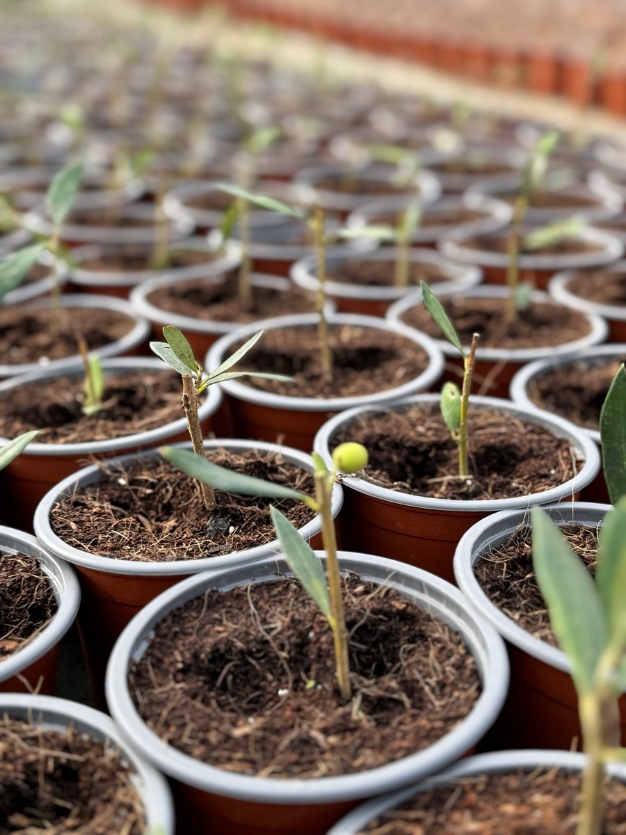 Eλιά Κορωνέικη - 5